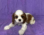 Собаки в других городах Московской области: Кавалер Кинг Чарльз Спаниель Мальчик, Бесплатно - фото 5