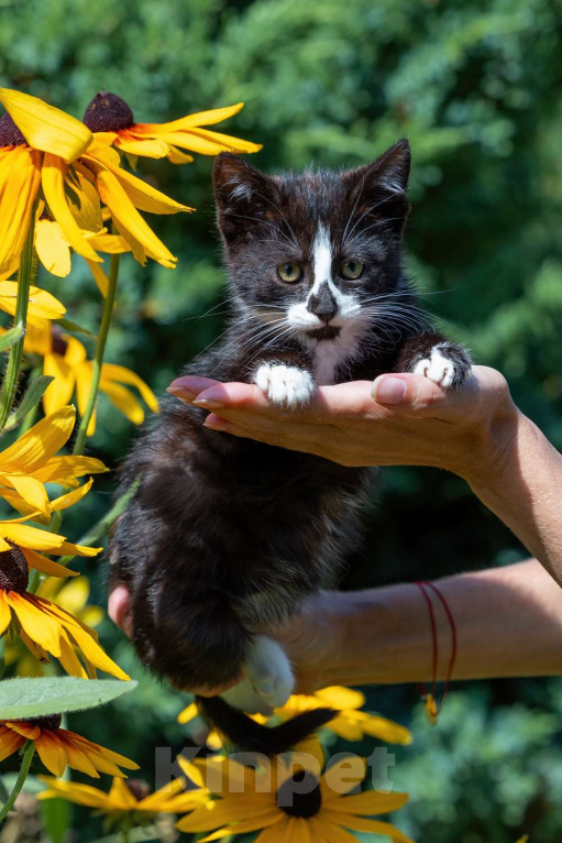 Кошки в Москве: Продаётся кошечка Девочка, 500 руб. - фото 4