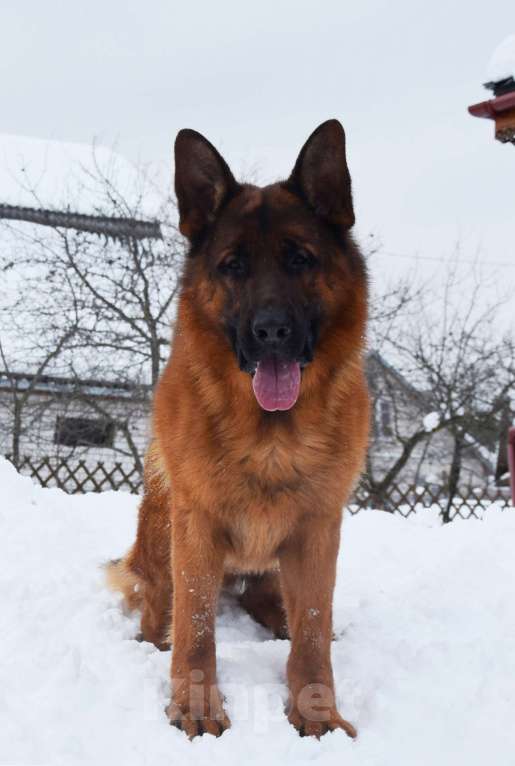 Собаки в Вологде: Щенки немецкой овчарки РКФ Девочка, Бесплатно - фото 6