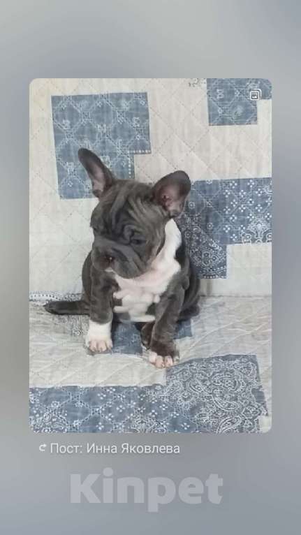 Собаки в Москве: Девочка голубая триндл Девочка, 200 000 руб. - фото 2