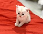Кошки в Казани: котята шотландские вислоухие Мальчик, Бесплатно - фото 6