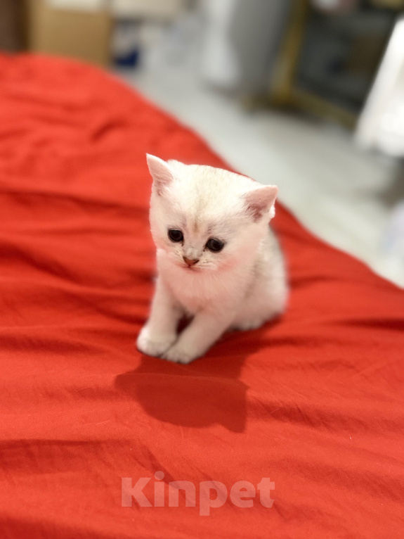 Кошки в Казани: котята шотландские вислоухие Мальчик, Бесплатно - фото 6