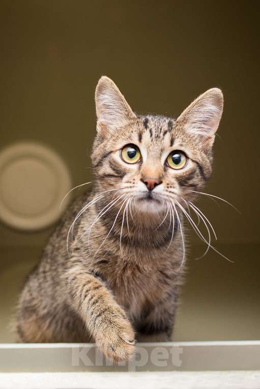 Кошки в Москве: Малыш Крендель – в самые добрые руки    Мальчик, Бесплатно - фото 3