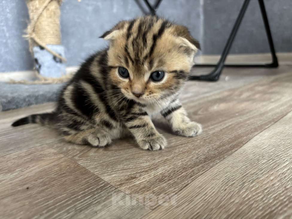 Кошки в Стерлитамаке: Шотландские котята Девочка, 10 000 руб. - фото 7