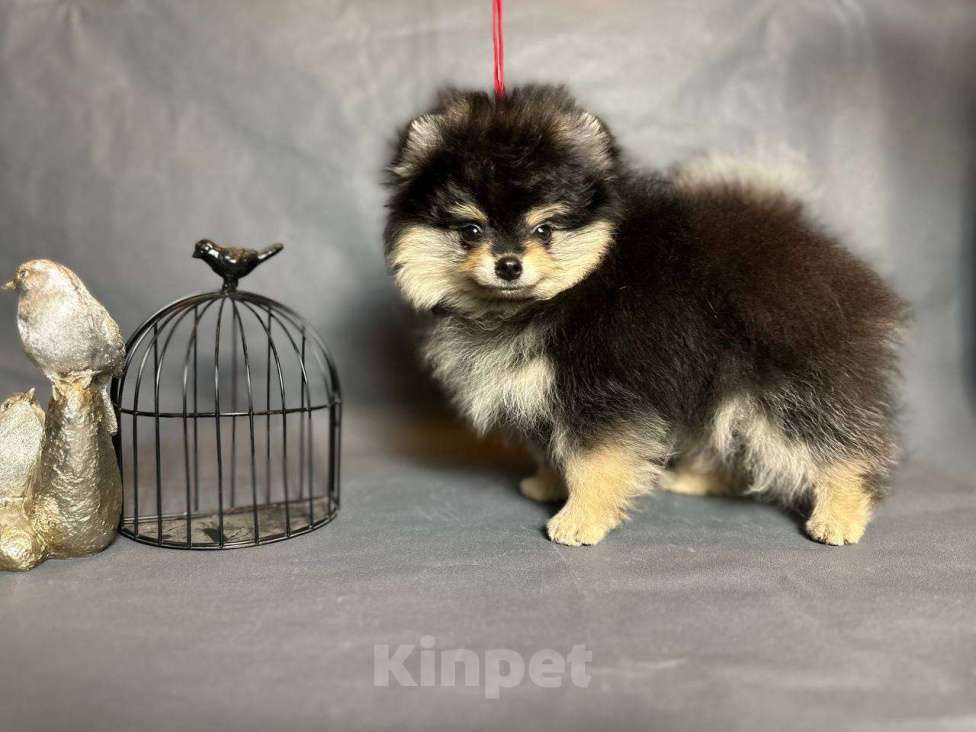 Собаки в Москве: Арчибальд Мальчик, 35 000 руб. - фото 3