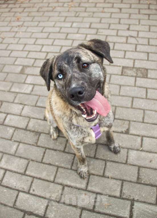 Собаки в Москве: Лика Девочка, Бесплатно - фото 2