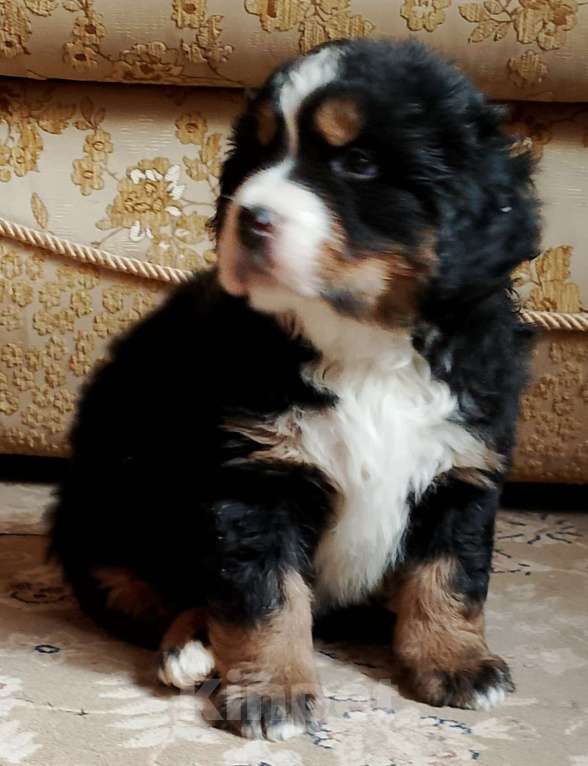 Собаки в Москве: Щенки бернского зенненхунда  Мальчик, 45 000 руб. - фото 7