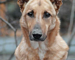 Собаки в Москве: Ищет дом бывшедомашний благородный красавец Лавр Мальчик, Бесплатно - фото 1
