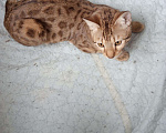 Кошки в Барнауле: Бенгальские котята., 25 000 руб. - фото 1