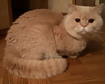 Кошки в Калуге: Британец на вязку, 1 300 руб. - фото 1