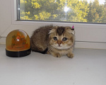 Кошки в Москве: Шотландский вислоухий короткошёрстный котёнок Девочка, 16 000 руб. - фото 1