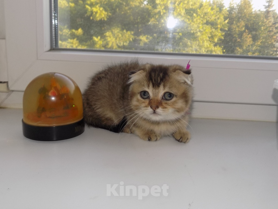 Кошки в Москве: Шотландский вислоухий короткошёрстный котёнок Девочка, 16 000 руб. - фото 1