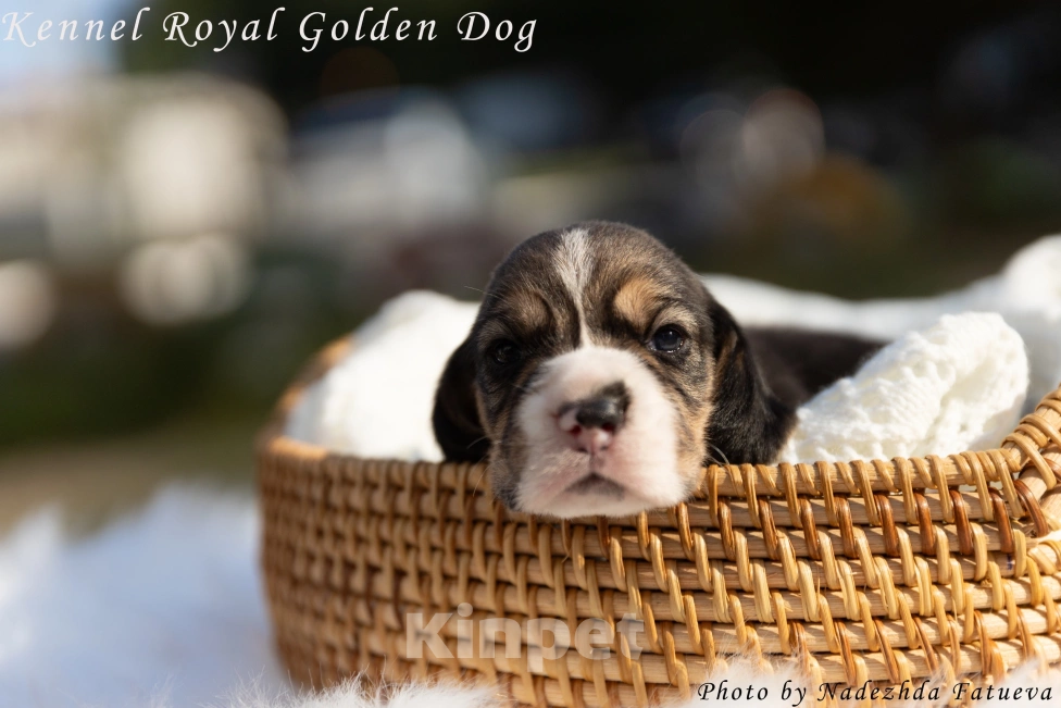 Собаки в Москве: Щенки бигль Мальчик, 60 000 руб. - фото 5