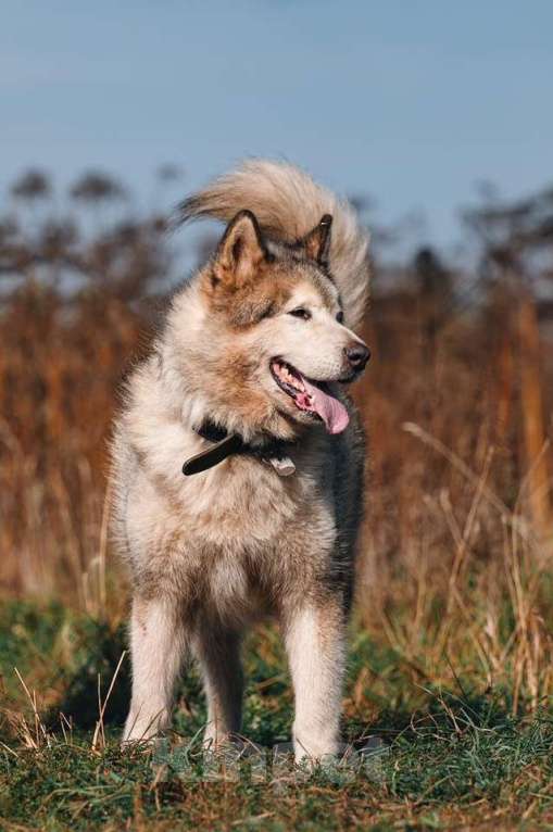 Собаки в Москве: Маламут Аякс ищет дом Мальчик, 1 руб. - фото 9