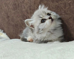 Кошки в других городах Краснодарского края: Шотландские котята Разнополые, 12 000 руб. - фото 2