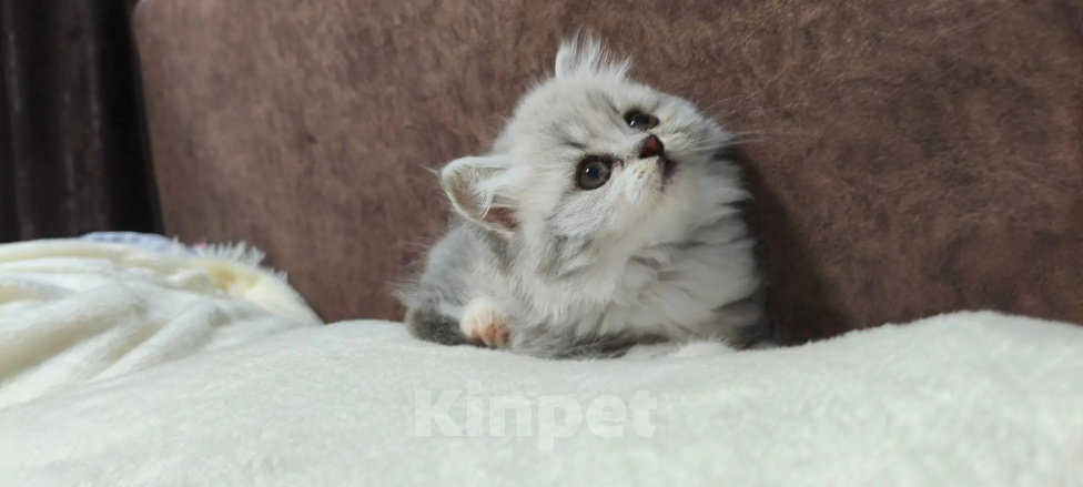 Кошки в других городах Краснодарского края: Шотландские котята Разнополые, 12 000 руб. - фото 2
