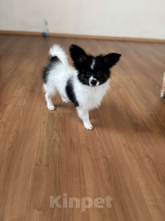 Собаки в Санкт-Петербурге: Яркий мальчик папильона/папийона  Мальчик, 50 000 руб. - фото 7