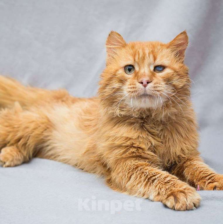 Кошки в Москве: Особенный котик Симба Мальчик, Бесплатно - фото 5