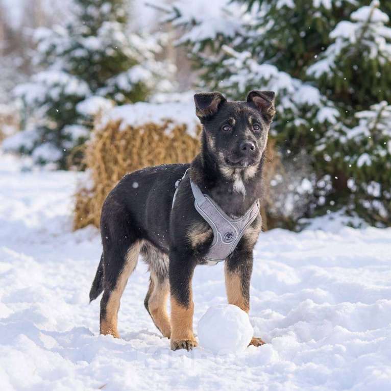 Собаки в других городах Московской области: Берта в добрые руки Девочка, Бесплатно - фото 3