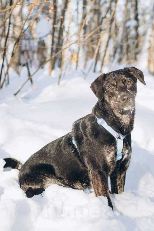 Собаки в Москве: Мунрей ищет дом Мальчик, Бесплатно - фото 4