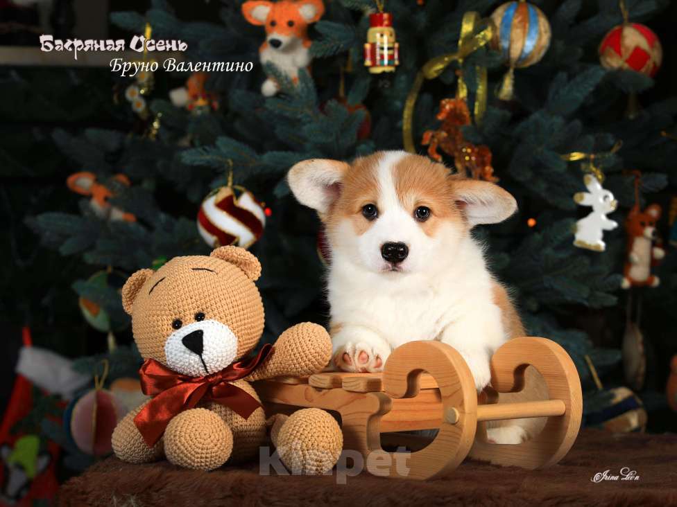 Собаки в других городах Московской области: Очаровательный мальчик вельш корги пемброк Мальчик, 80 000 руб. - фото 4