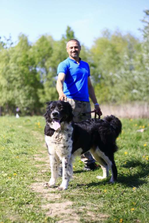 Собаки в Видном: Арья, 4 года Девочка, 1 руб. - фото 4