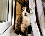Кошки в Москве: Трёхцветная котенок Майя в добрые руки Девочка, 1 руб. - фото 5