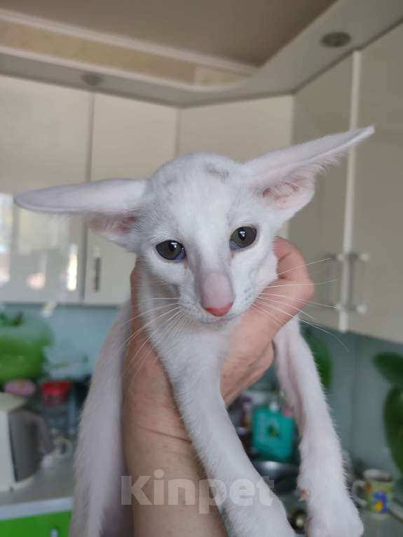 Кошки в Набережных Челнах: Ориентальные котята Девочка, Бесплатно - фото 4