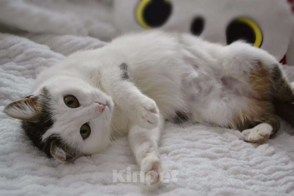 Кошки в Москве: Шарлотта Девочка, Бесплатно - фото 7