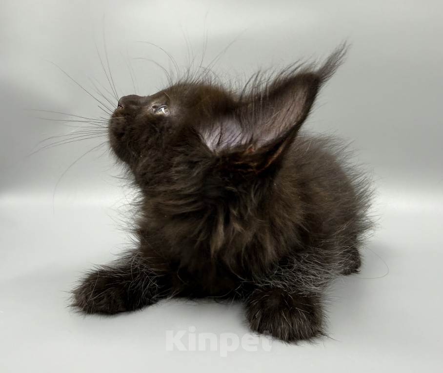 Кошки в Туле: Котята породы МЕЙН-КУН Разнополые, 50 000 руб. - фото 7