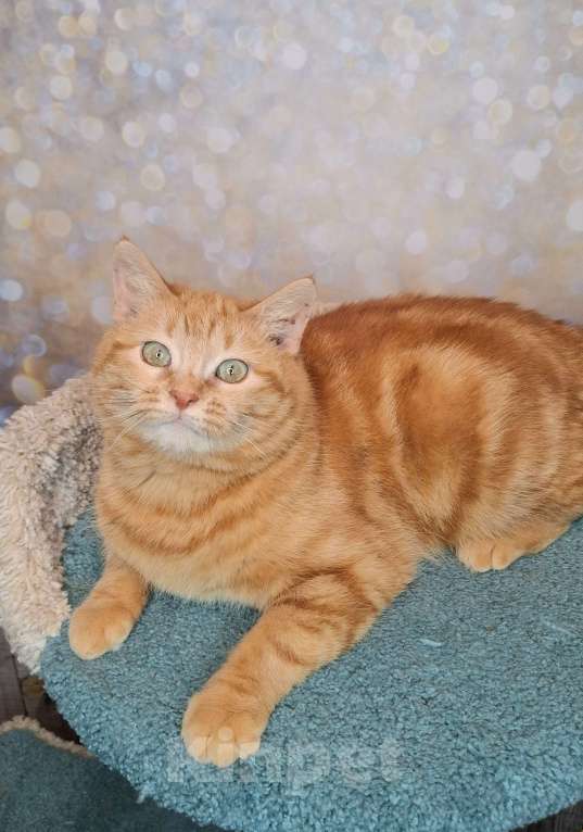 Кошки в Москве: Сания будет на выставке-пристройстве в Москве Девочка, Бесплатно - фото 9