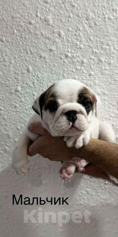 Собаки в Бузулуке: Продам щенков Английского бульдога Мальчик, Бесплатно - фото 2