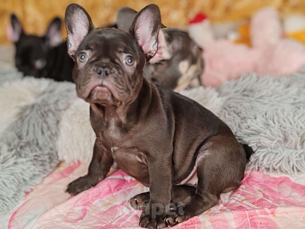 Собаки в Санкт-Петербурге: Шикарная шоколадная девочка  Девочка, 70 000 руб. - фото 5