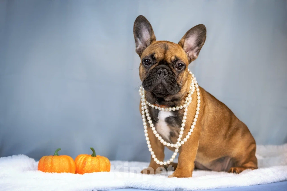 Собаки в Ярославле: Девочка французского бульдога  Девочка, 40 000 руб. - фото 1