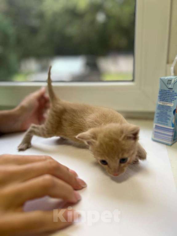 Кошки в Москве: Котята в добрые руки Мальчик, Бесплатно - фото 2