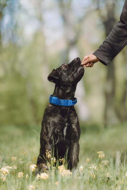 Собаки в Москве: Метис алано эспаньол Дони в добрые руки Мальчик, 1 руб. - фото 3