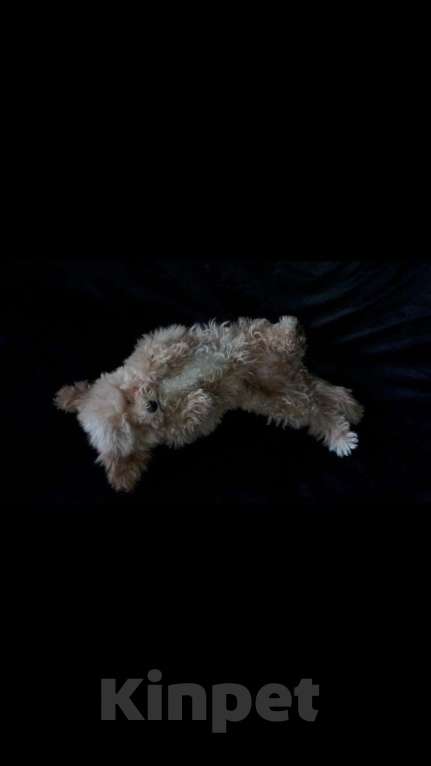 Собаки в Москве: Мини мальтипу  Мальчик, 38 000 руб. - фото 3