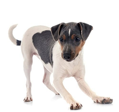 Бразильский терьер