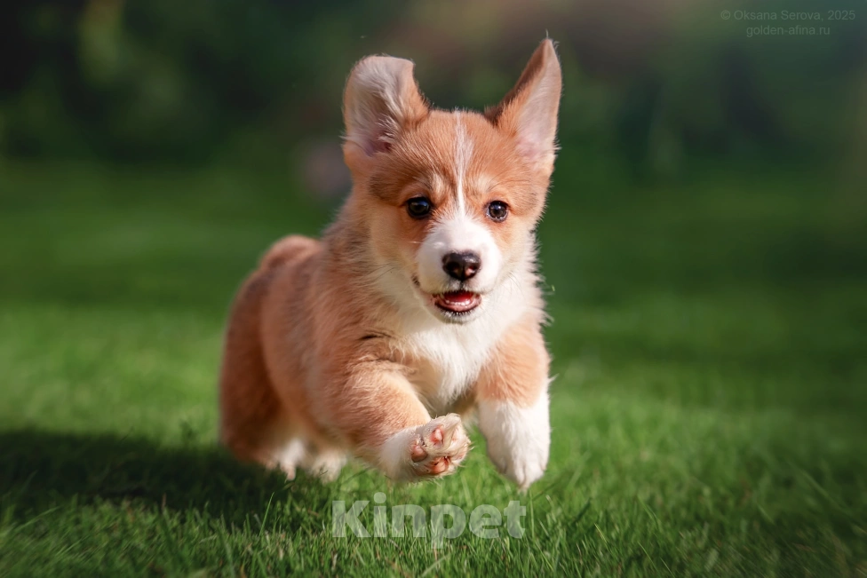 Собаки в Фрязино: Щенки вельш корги пемброк, предварительная бронь на конец мая Девочка, 75 000 руб. - фото 5