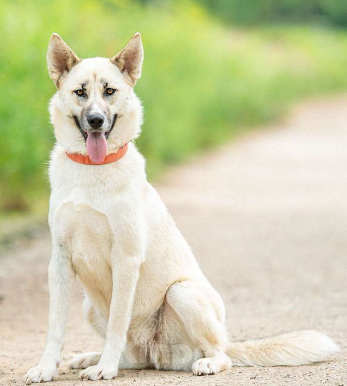 Собаки в Москве: Лапушка из приюта ищет дом Девочка, Бесплатно - фото 4
