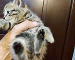 Кошки в Москве: Продаётся шотландский котёнок, скоттиш страйт, окрас вискас, девочка. Девочка, 8 000 руб. - фото 3