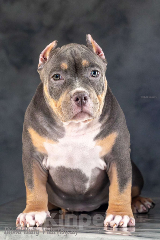 Собаки в Белово: Щенок Американский булли Девочка, 150 000 руб. - фото 1