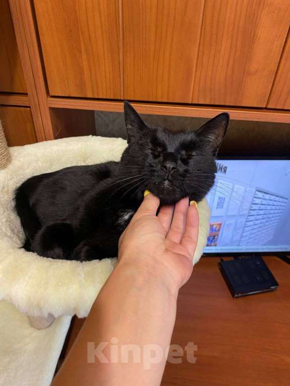 Кошки в Москве: Мы стали не нужны... Девочка, Бесплатно - фото 4