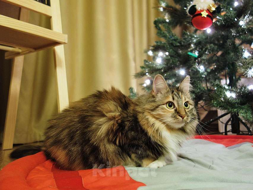 Кошки в Москве: Домашняя трехцветная кошечка Дэлька в добрые руки Девочка, 10 руб. - фото 4