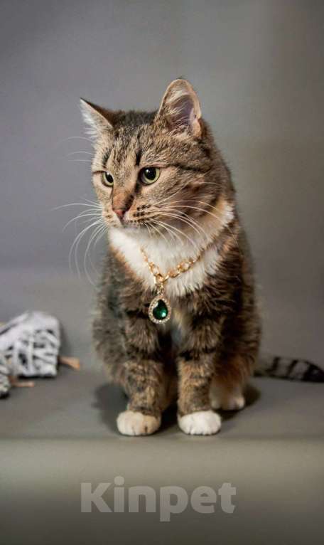 Кошки в Москве: Кошечка Девочка, Бесплатно - фото 8