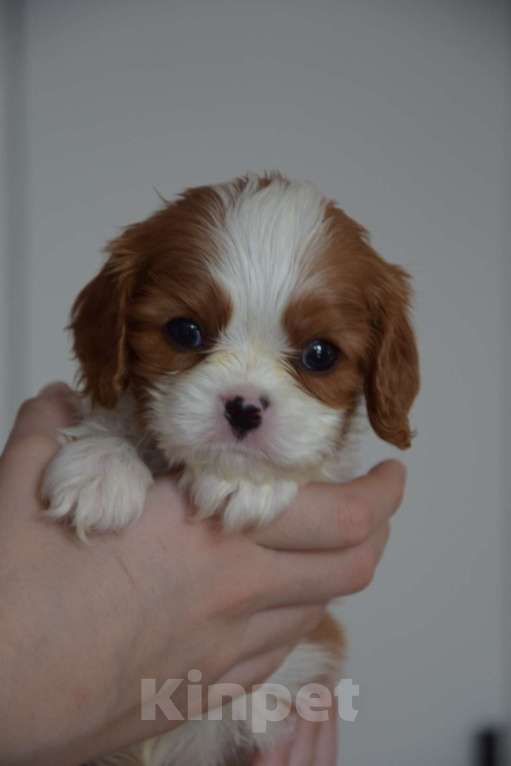 Собаки в Москве: Кавалер Кинг Чарльз Спаниель щенки Разнополые, 90 000 руб. - фото 3