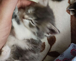 Кошки в Ростове-на-Дону: Отдаю бесподобных котят в добрые руки Девочка, Бесплатно - фото 4