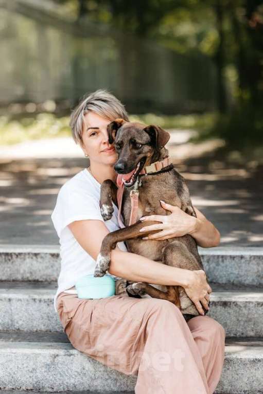 Собаки в Москве: Стася ищет дом — и сердце, в котором она снова будет нужной. Девочка, Бесплатно - фото 5