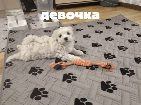 Мини Мальтипу