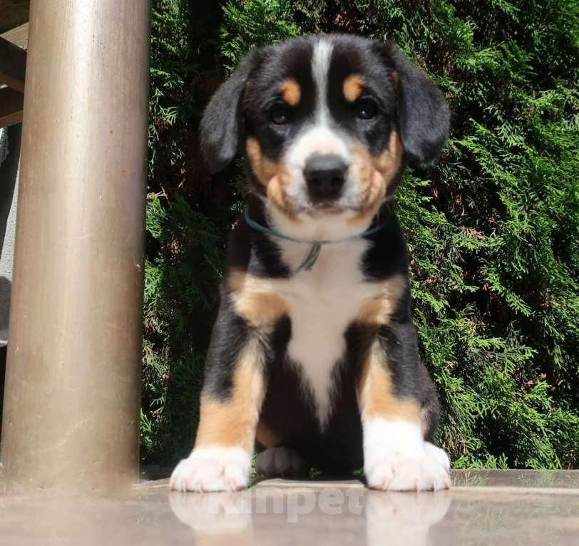 Собаки в Одинцово: Щенки энтлебухера зенненхунда Девочка, 55 000 руб. - фото 2